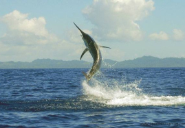 10357178_10152153152966527_115172291567715901_n 1.jpg