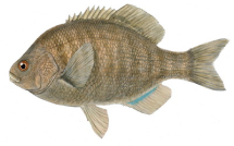 black surfpearch_redimensionar.png