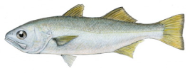 queenfish_redimensionar (1).png